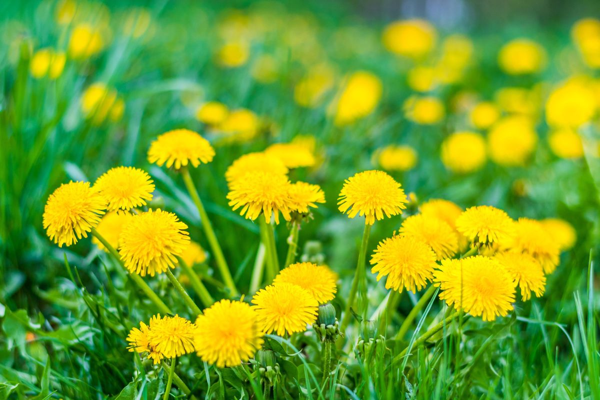 Nice field with fresh yellow dandelions and green grass. 