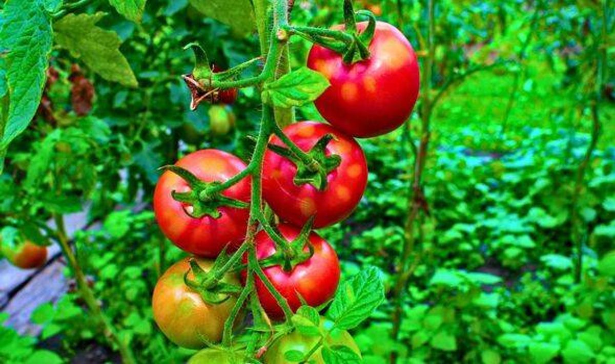 Picture of big healthy tomatoes in a garden