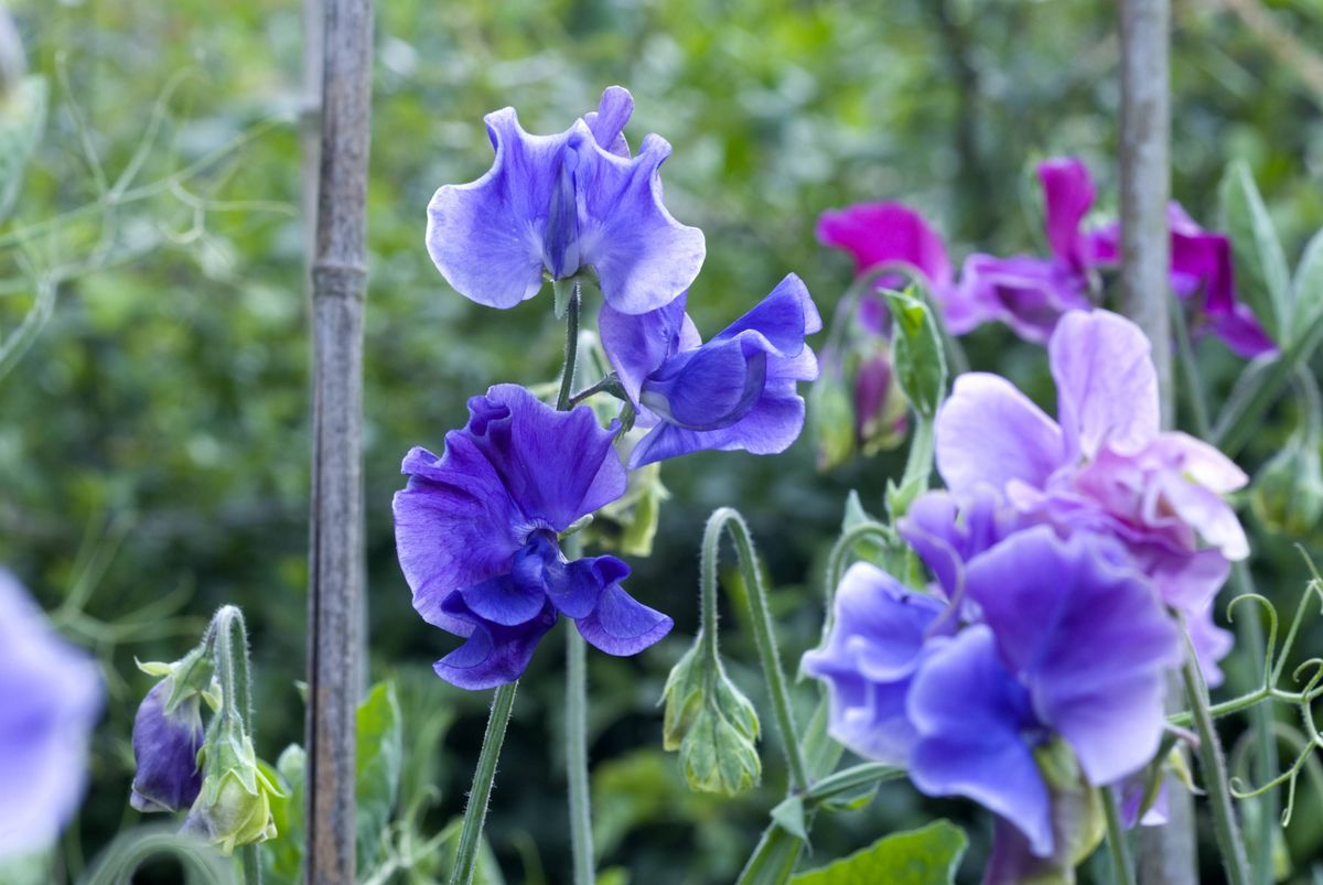 Purple sweet peas (Lathyrus odoratus) on garden canes