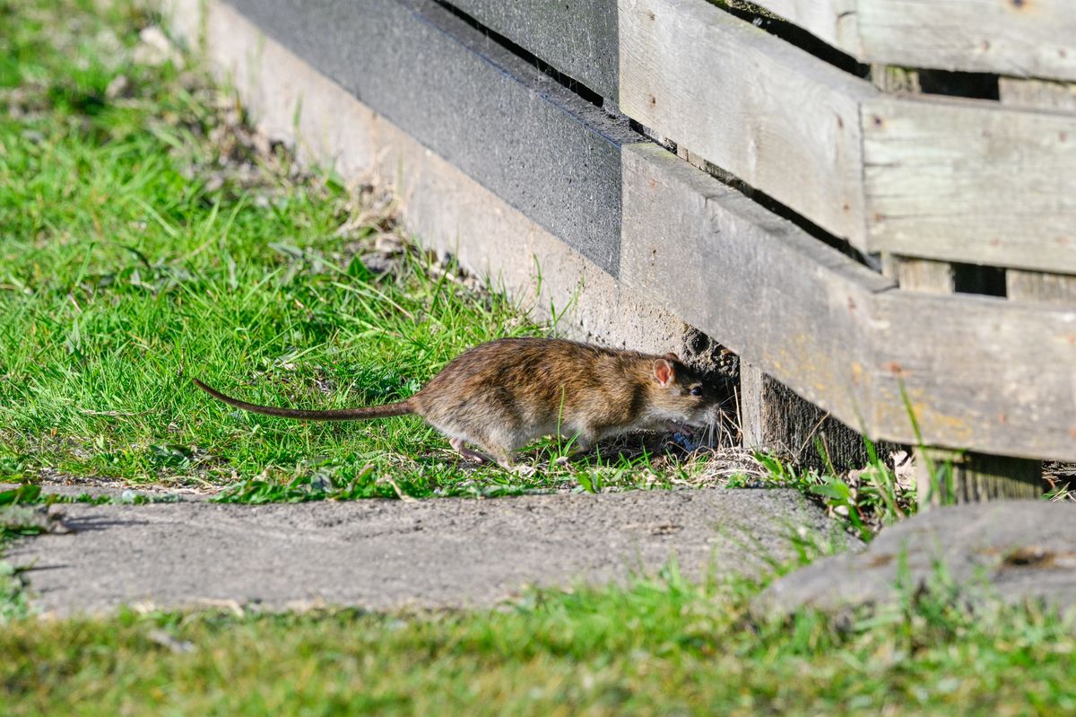 Rat sneaking into a garden through a hole in the fence