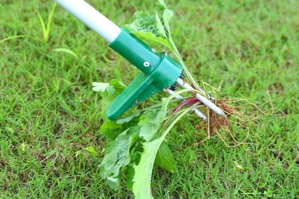 Amazon's Ohuhu Stand up Weeder Hand Tool comes with 3 claws and a foot pedal for ease
