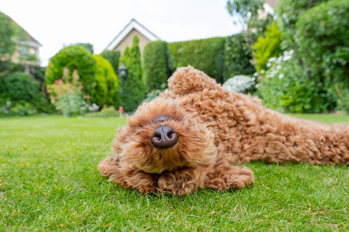 Young Poodle breed of dog seen rolling around in a well maintained, private garden.