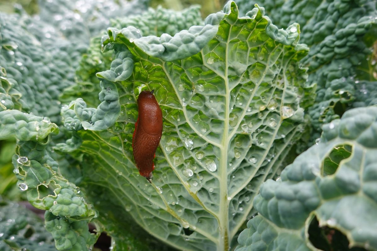 orange slug on a rainy day eating leaves of vegetable garden crops