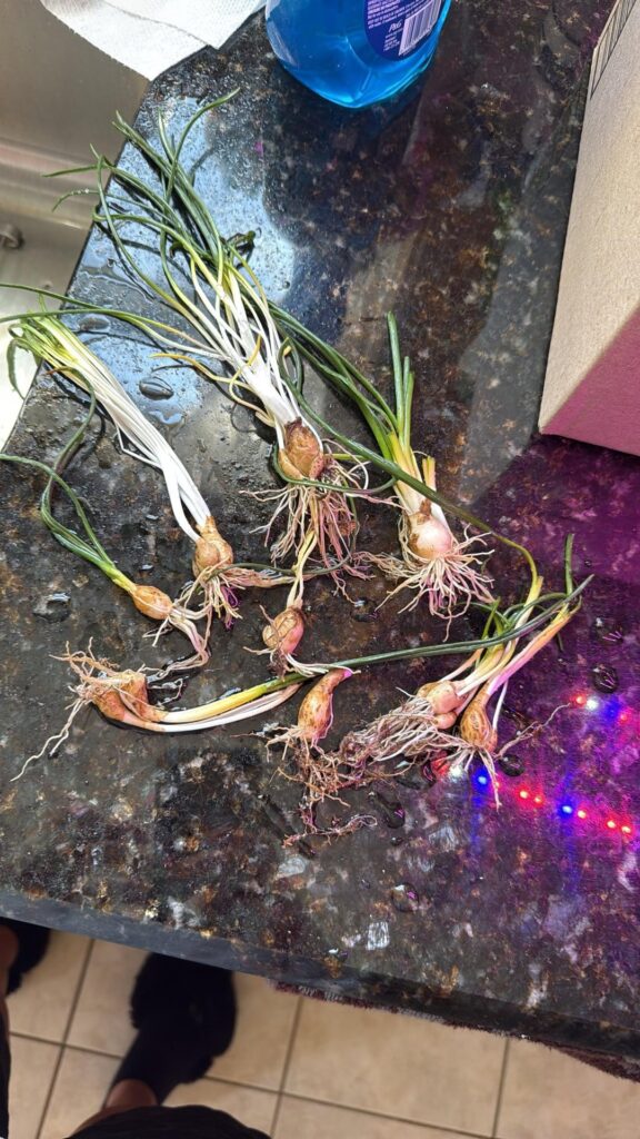 Downstate NY – found these in my dirt while removing weeds Downstate NY - found these in my dirt while removing weeds