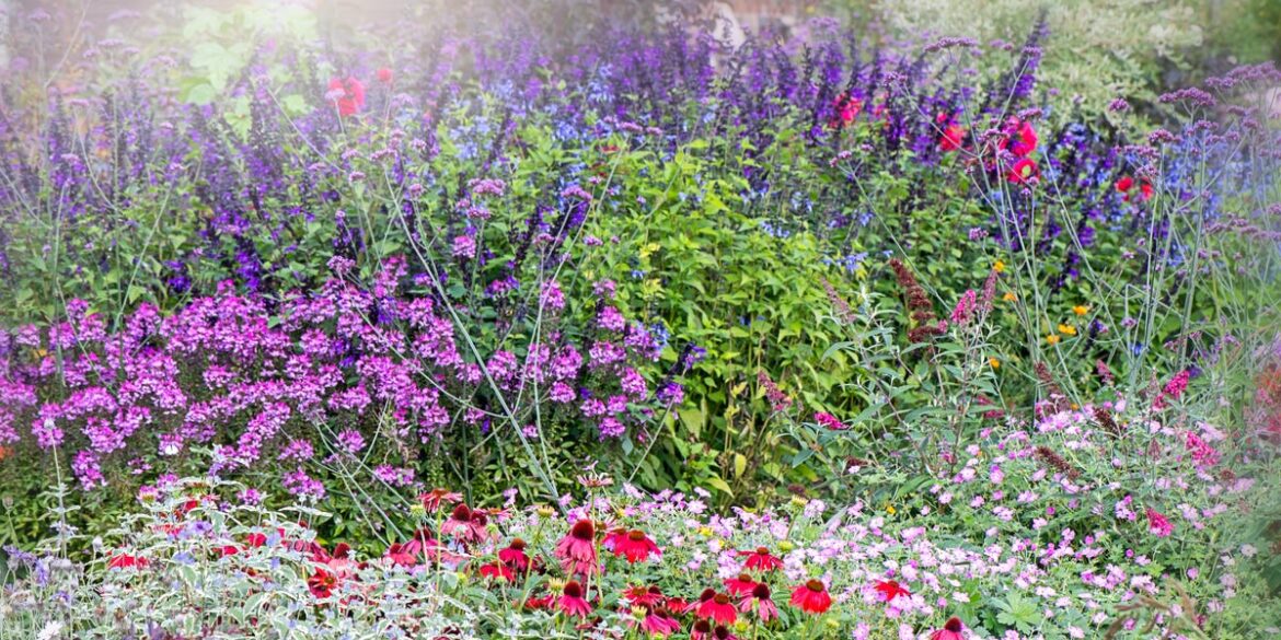 6 Flowers to Plant Now for Summer Blooms