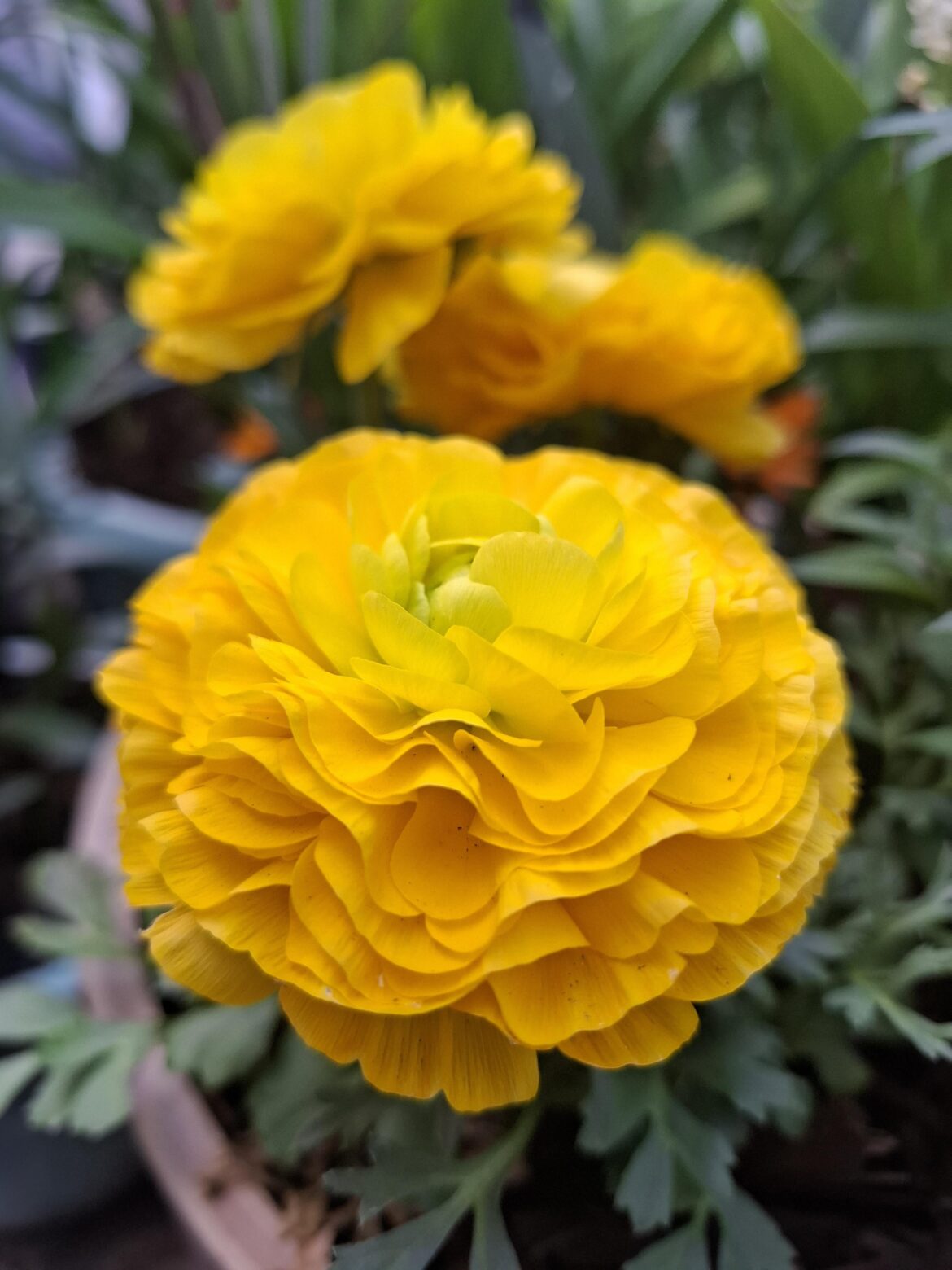 Ranunculus [OC]