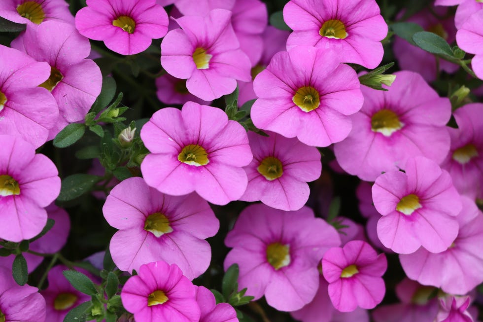 Close-up of pink flowers Close-up of pink flowers