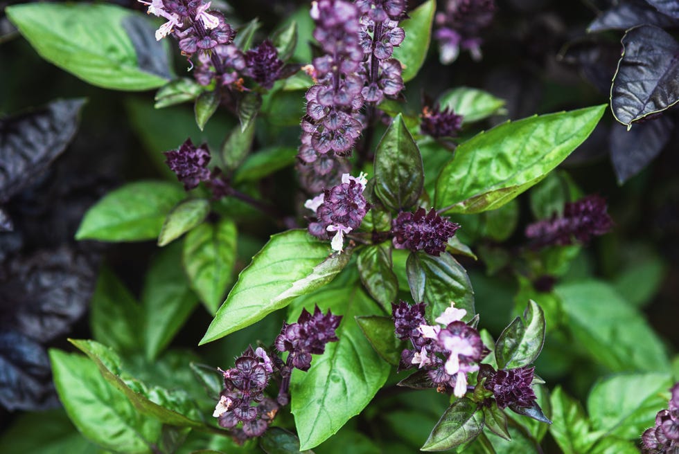 cinnamon basil cinnamon basil and plants with green leaves and purple flowers growing in summer garden