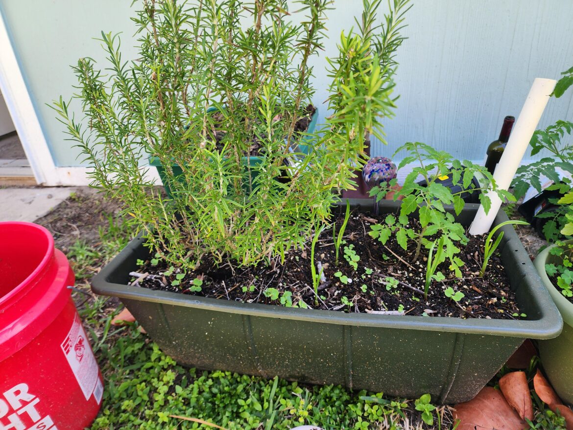 Rosemary out competing?
