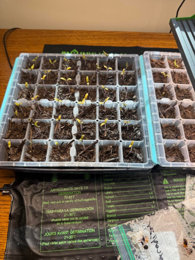 Seedling help