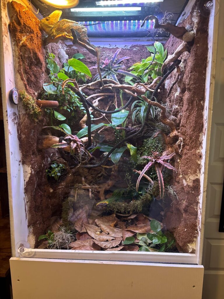 My second vivarium I’ve made is starting to grow in the plants, but I want more plants. Any tips?