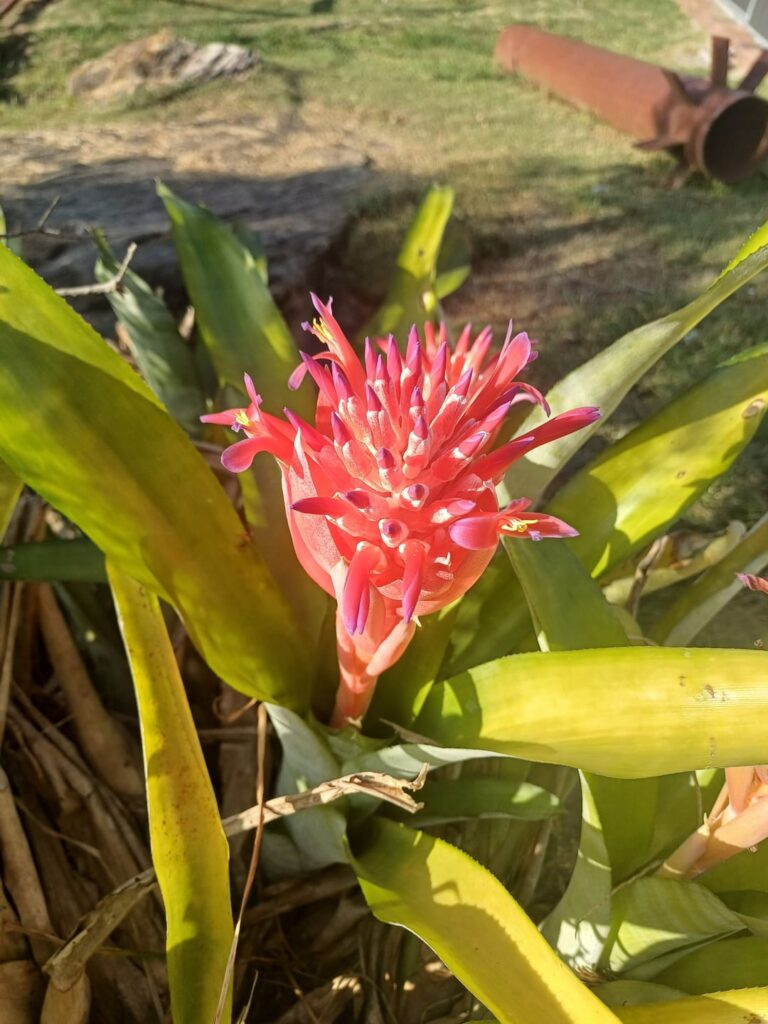 Help ID please?