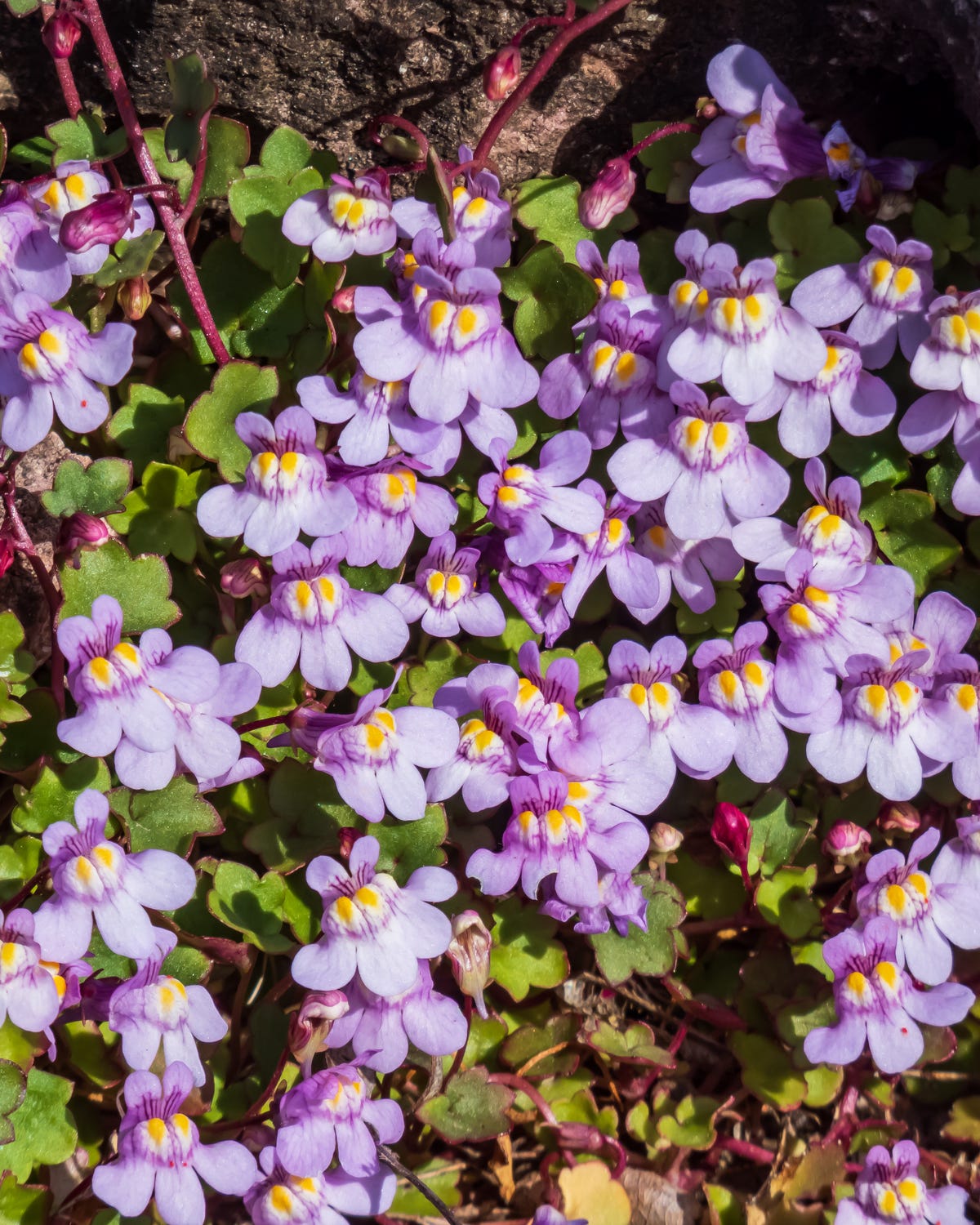 kenilworth ivy (cymbalaria muralis) little filler plant with tiny lilac blue snapdragon like flowers for growing in between flagstones. flowering all summer long