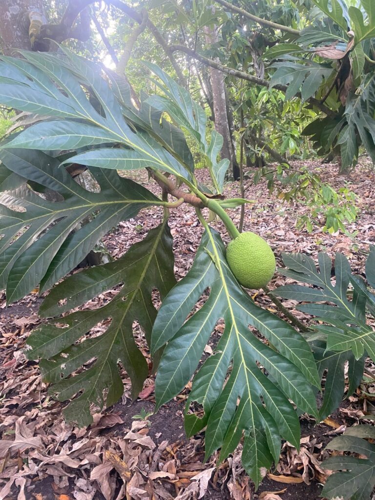 Some fruits i have in my farm
