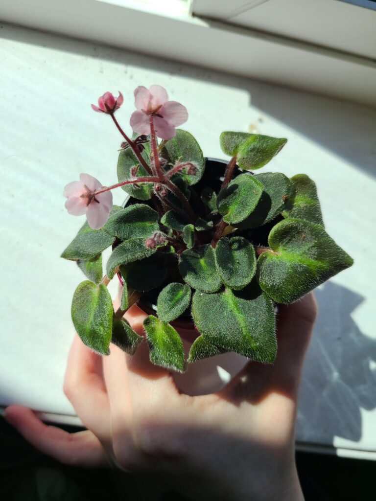 still learning how to care for this mini i recently brought home