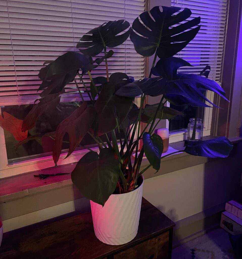 What size pot should this be in?