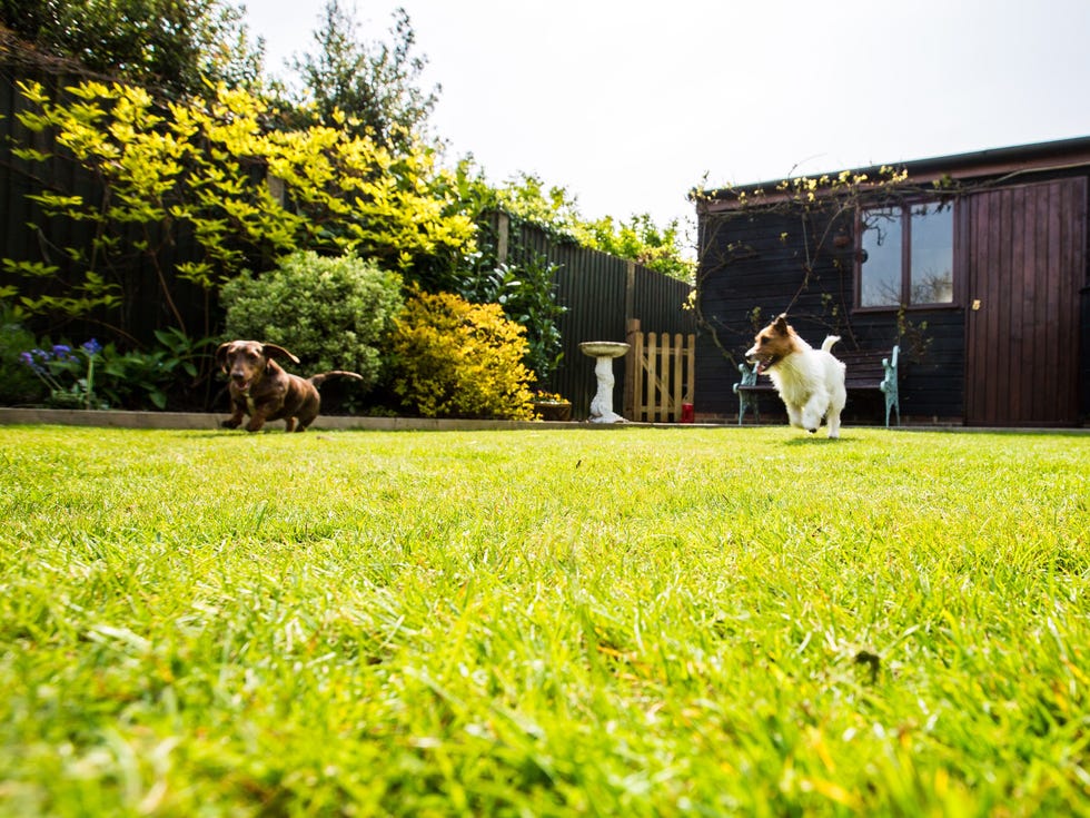 Dogs playing in the garden jack russell puppy playing in a garden on a summers day