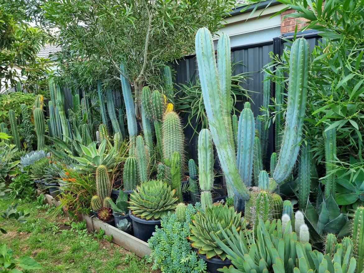 The Jungle