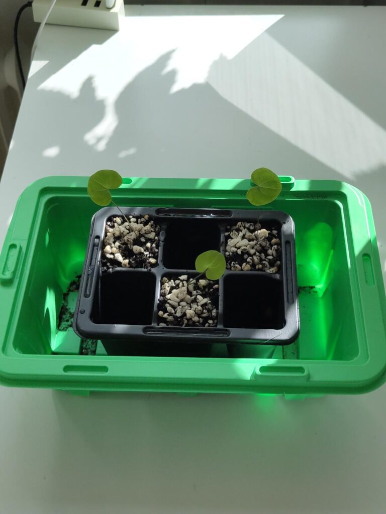 Week 4 of my dioscorea adventure