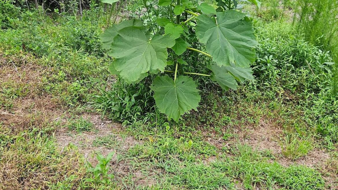 Disturbed gardener warned after finding ‘giant thing’ growing Disturbed gardener warned after finding 'giant thing' growing
