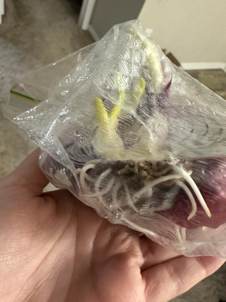 Could I grow this onion?