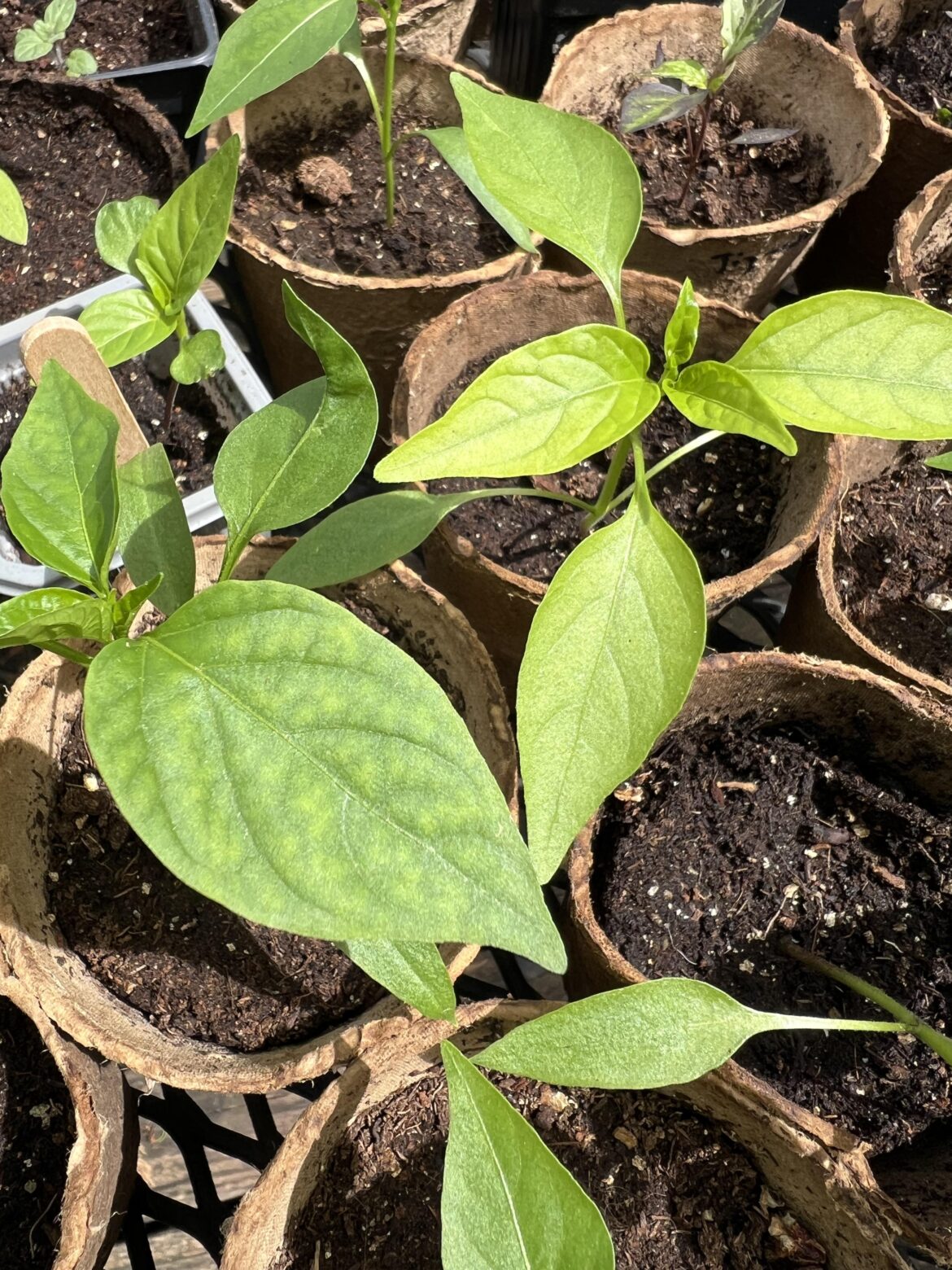 Shishito Peppers