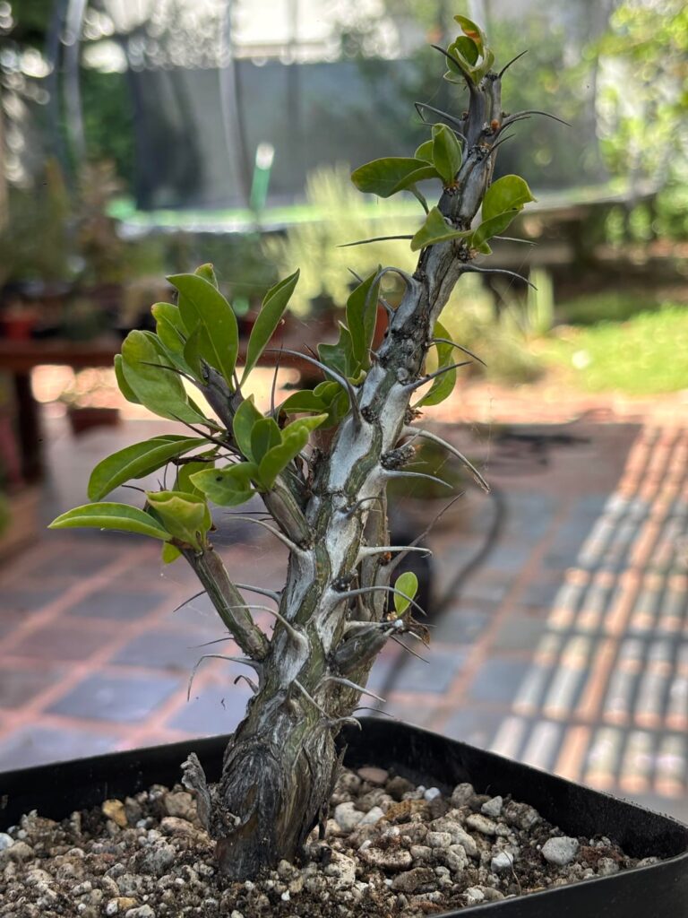 Fouquieria identification help.