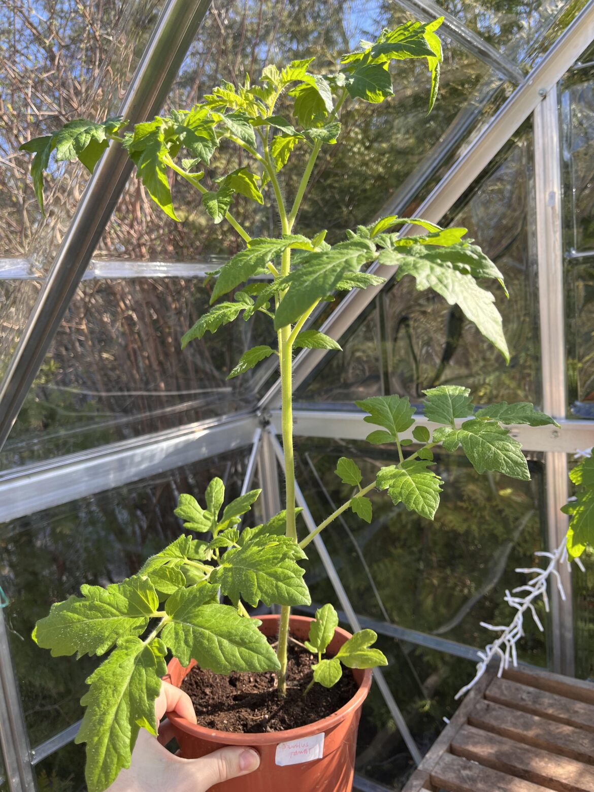 Is it problematic that my tomato plants are starting to grow flower buds at this size?