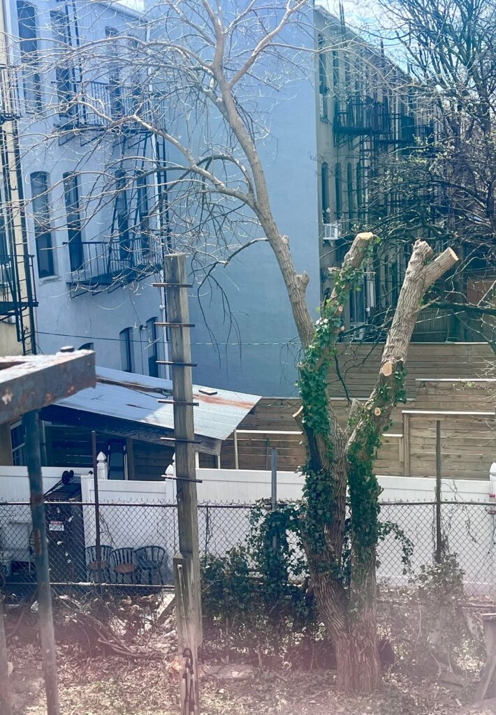 Landlord butchered tree