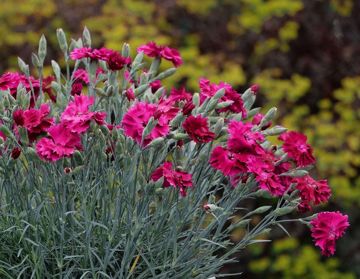 Credit: Southern Living Plant Collection