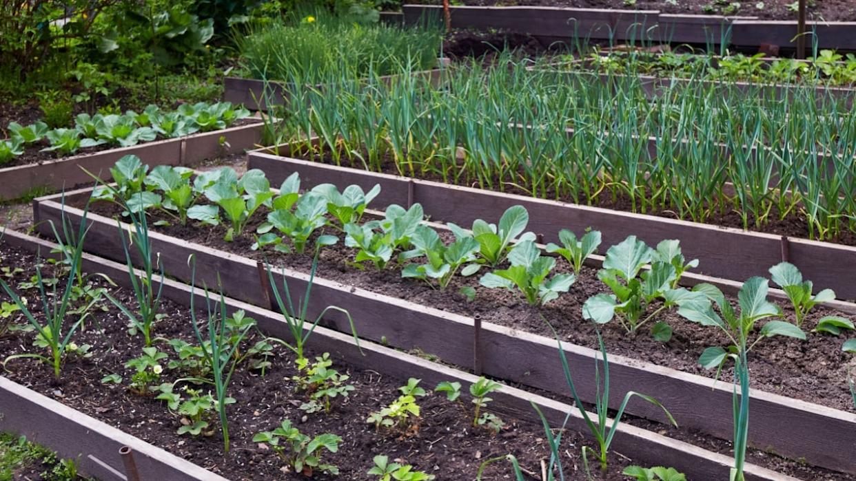 Organic vegetable garden: strawberry beds, garlic, cabbage.