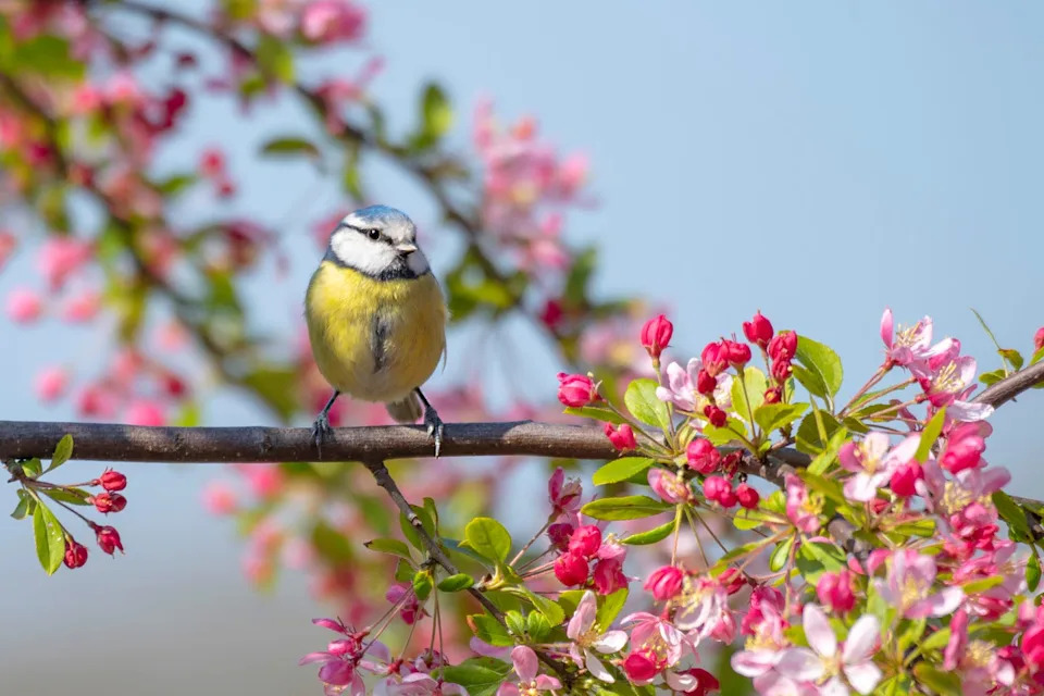Eurasian blue tit garden bird perched on the branch of a spring flowering Crab Apple tree with blossom