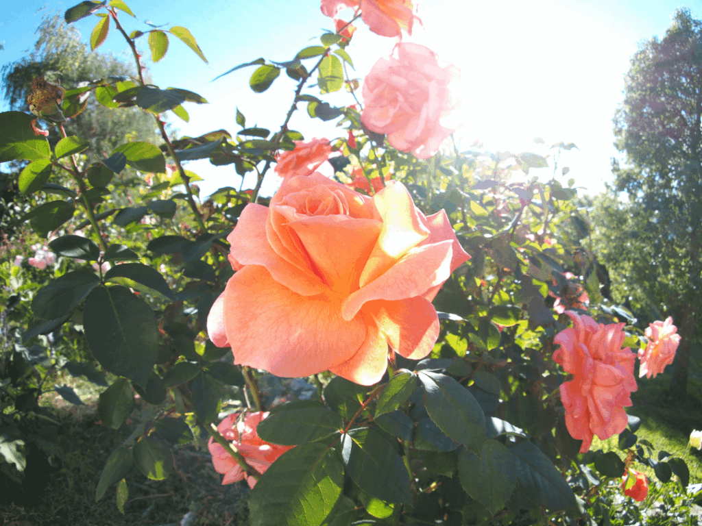 My flowers skipped spring due to the drought but they're more than making up for it now