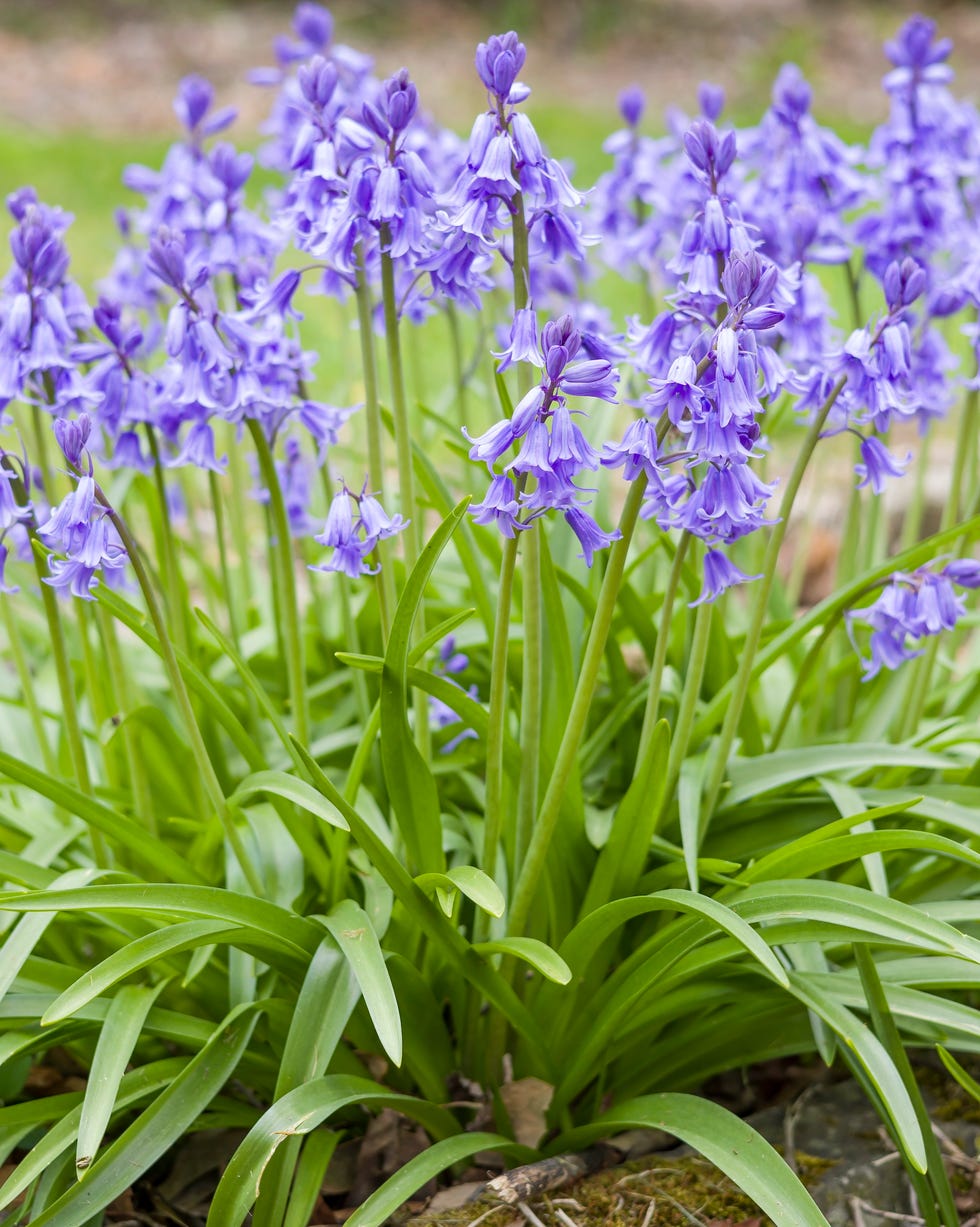 Spanish bluebells bluebells plant, spanish bluebells (hyacinthoides hispanica) in flower growing in a garden in spring, uk