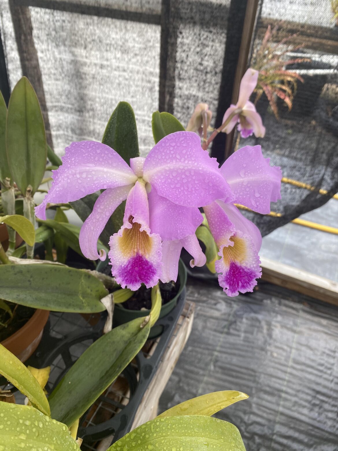 Cattleya gaskelliana