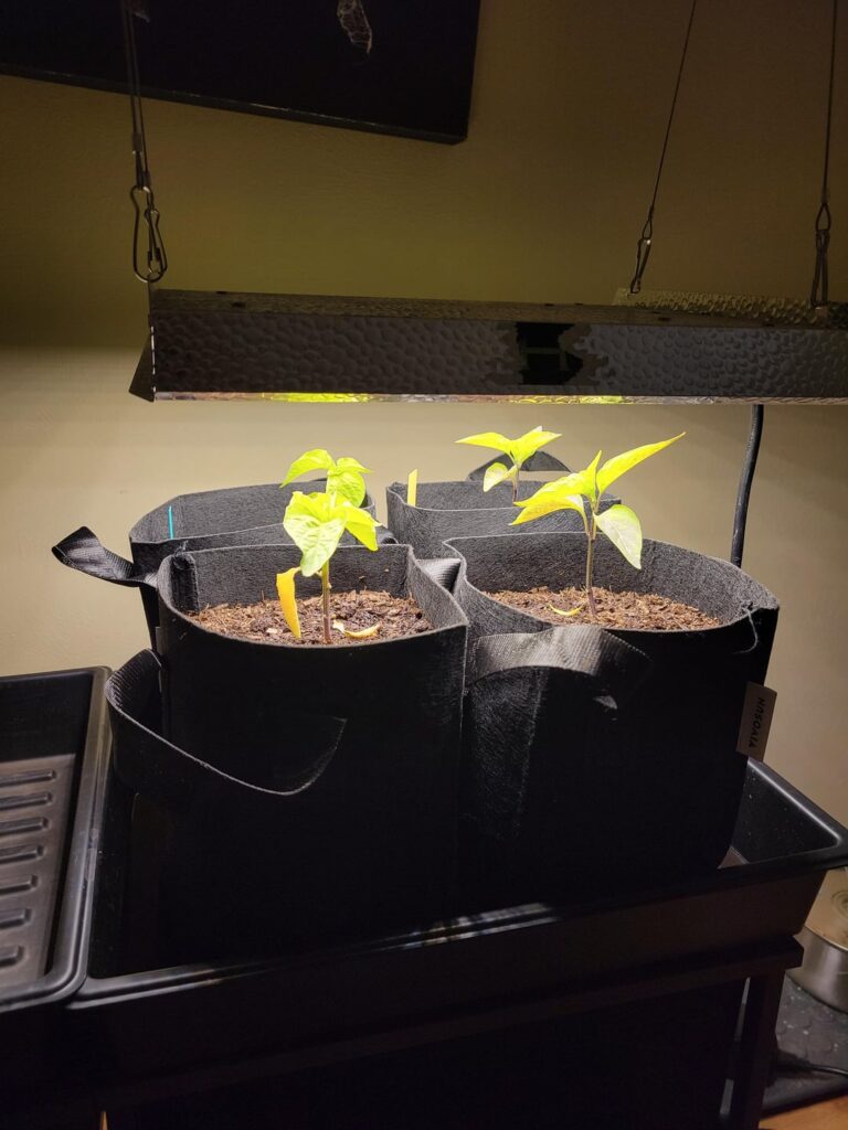 Help with indoor jalapeños in fabric pots