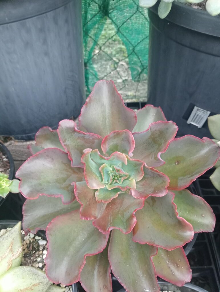 Possible mutation?
