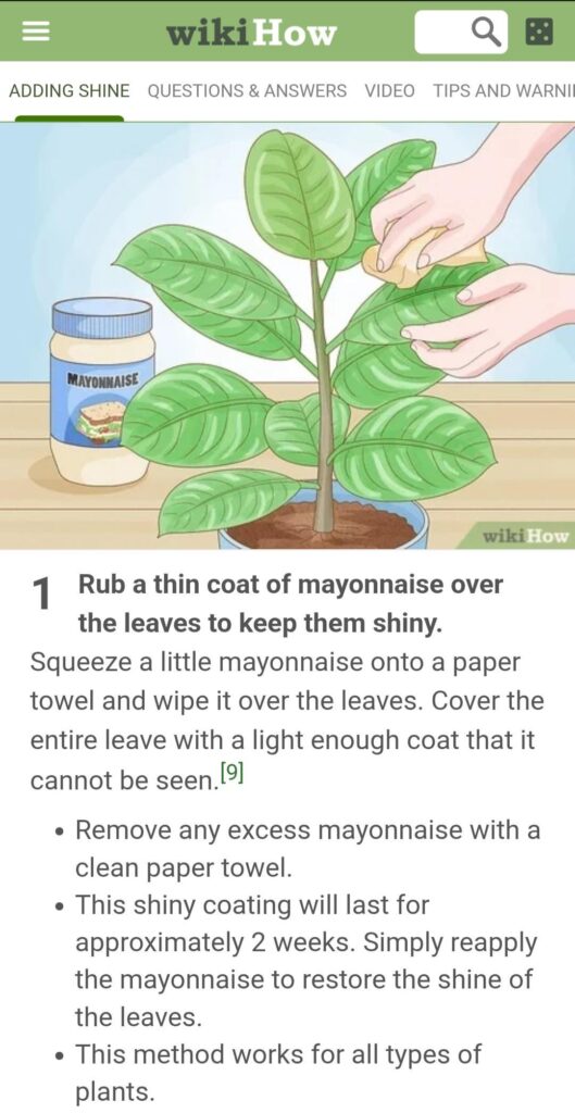 I just looked up what to clean leaves with and....