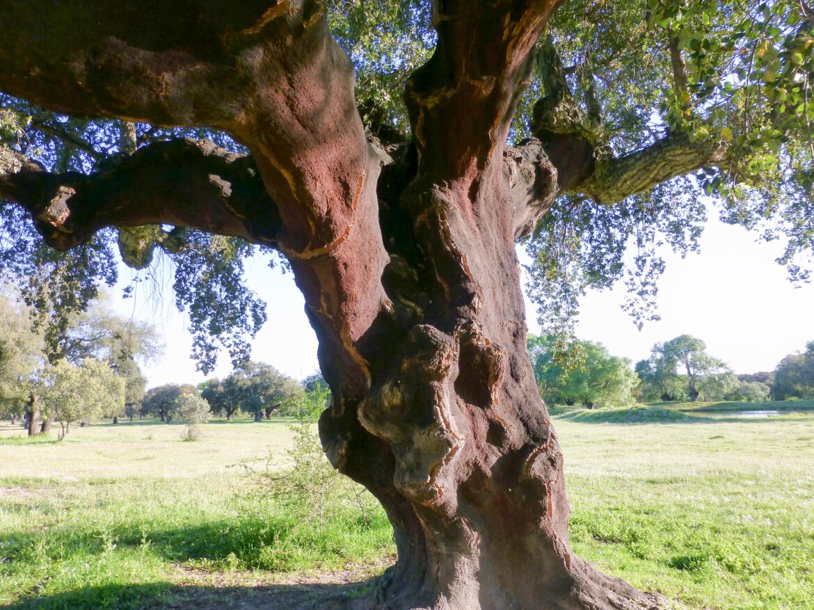 ALCORNOQUE(Quercus suber)[OC]