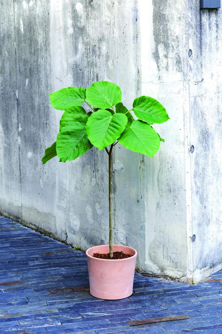 Ficus umbellata / Courtesy of National Institute of Ecology 