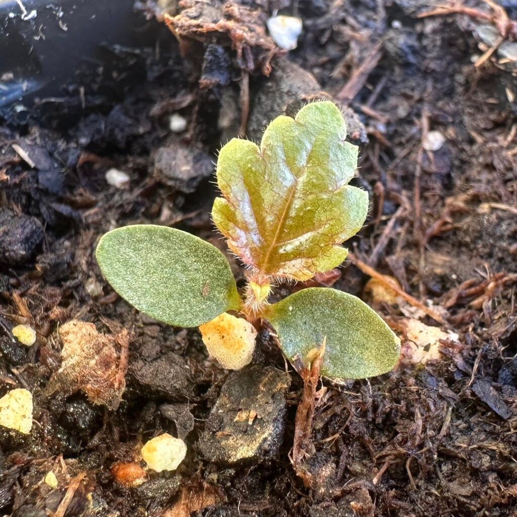 The journey of a white birch seedling, first through second spring