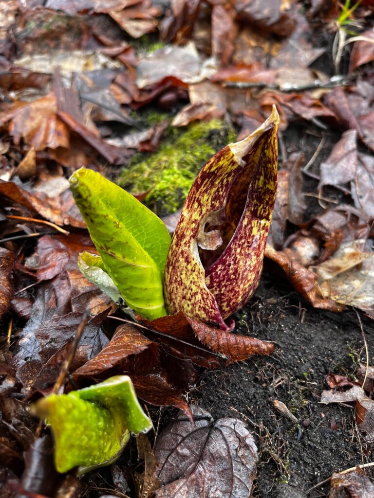 Symplocarbus foetidus - Eastern skunk cabbage.