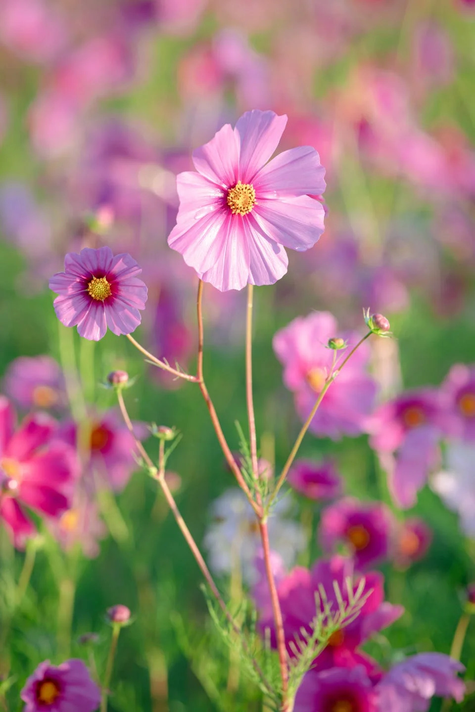 field of pink cosmos flowers with green foliage in the background