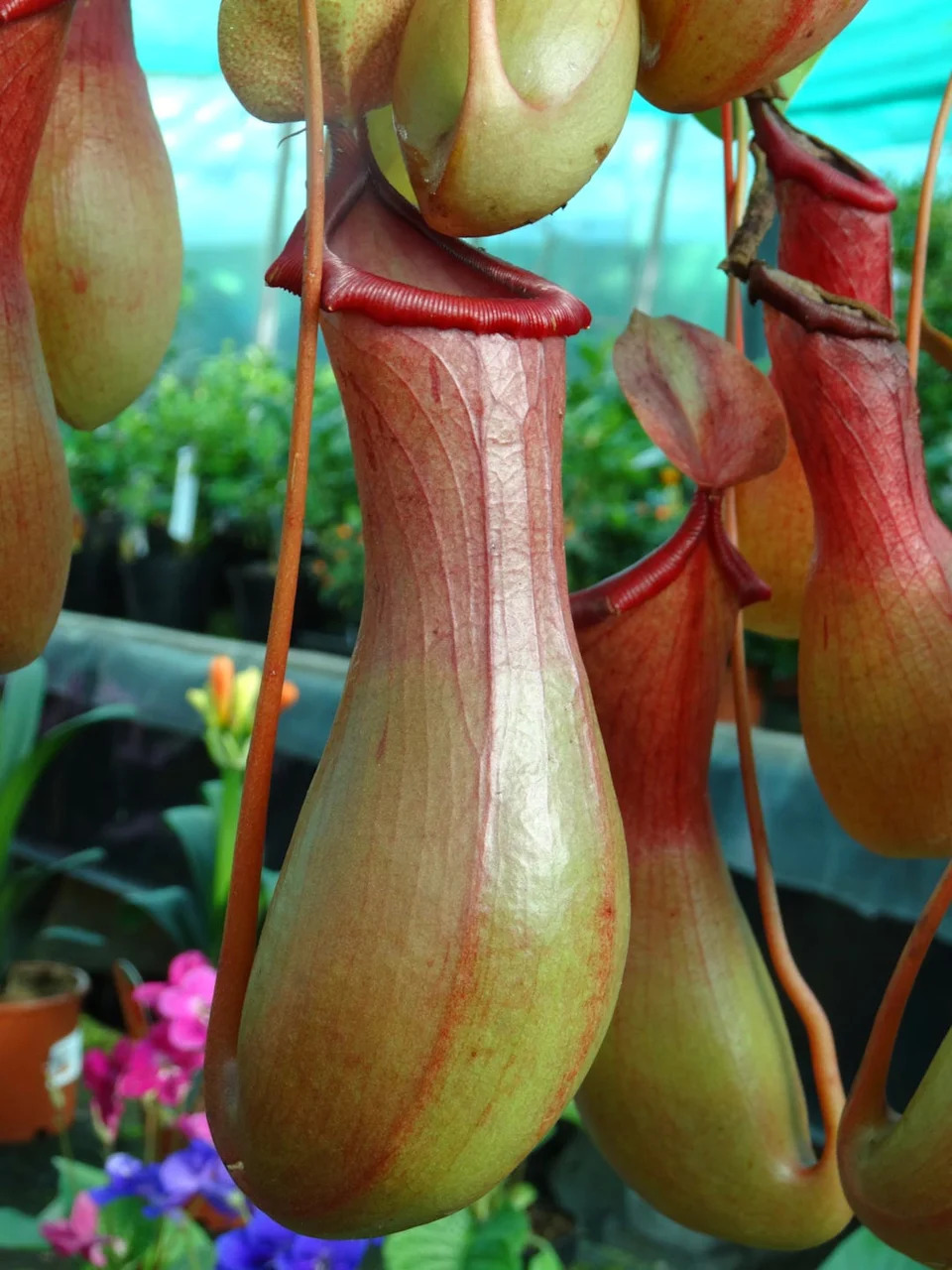 <span class="caption">Pendulous Nepenthes will feature in the garden.</span><span class="photo-credit">mtreasure</span>