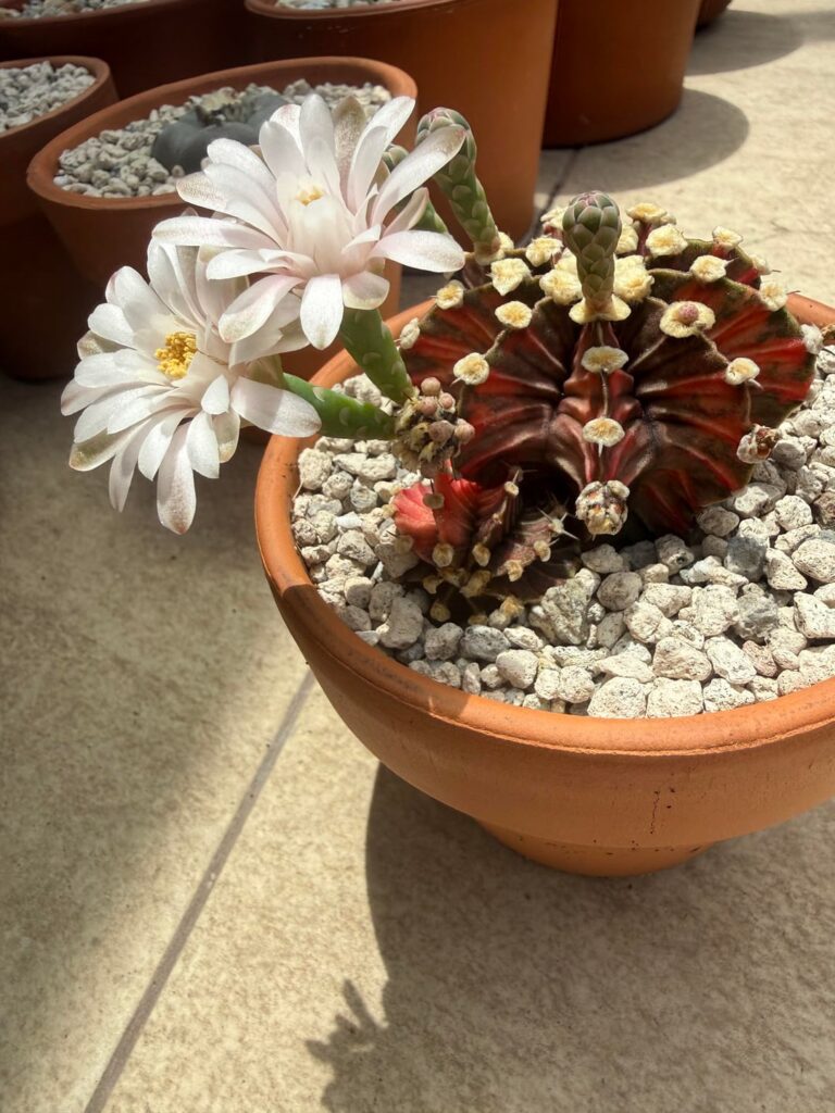 Even a tiny pup can bloom