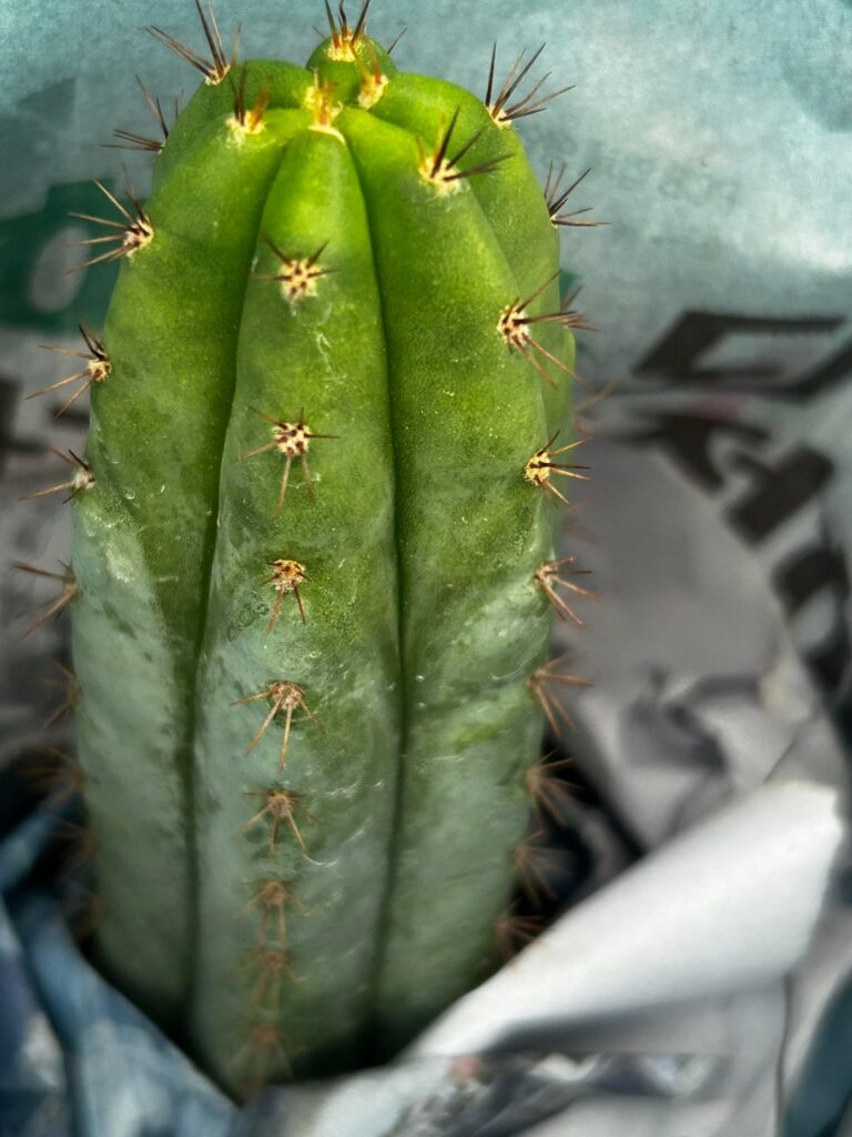 Is this the right species?