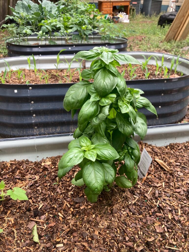 Should I prune my basil?