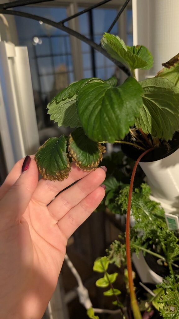 Strawberry help?
