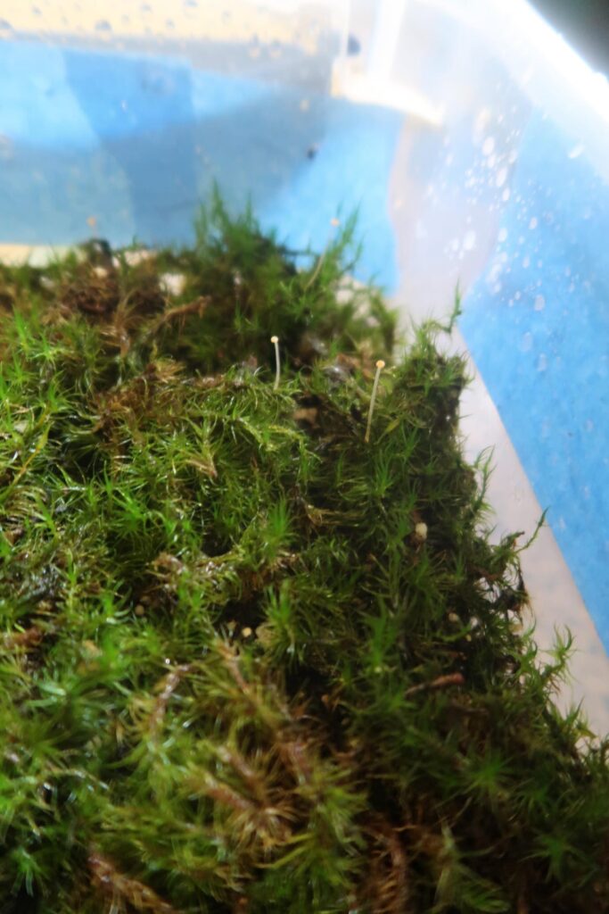 Found mushrooms growing in mood moss bin