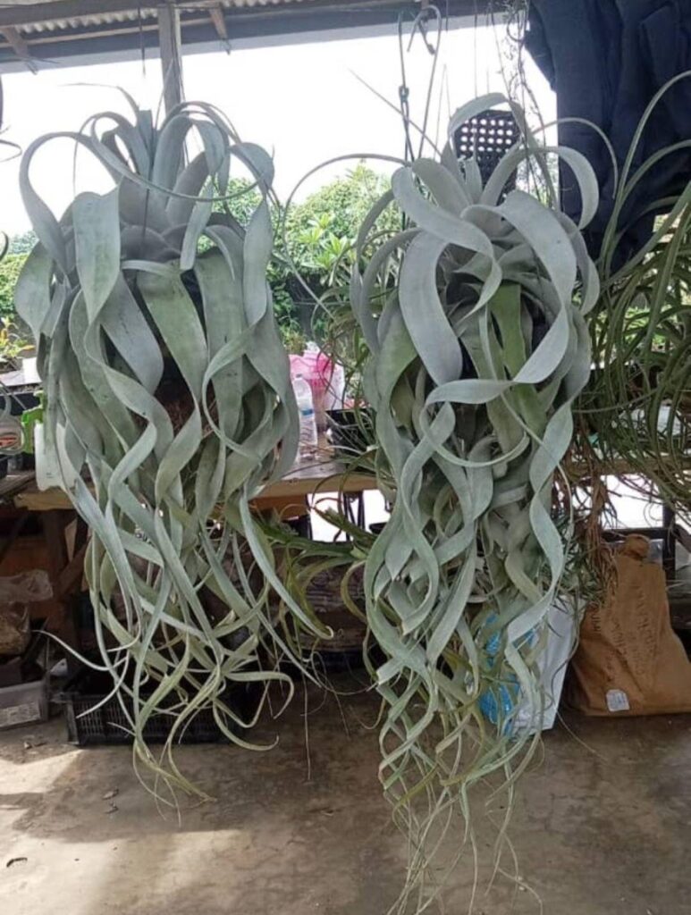 Xyrophica long and curly leaves